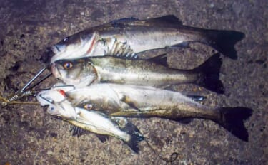 夜の堤防エサ釣りで45cm頭にセイゴ8匹【三重・霞ケ浦ふ頭】アオイソメにヒット