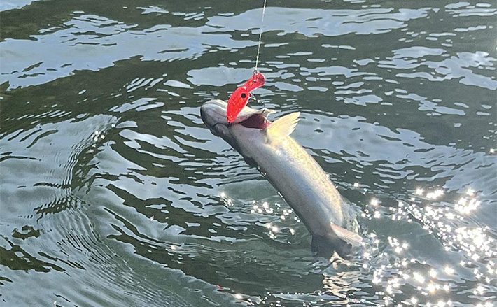 a11b4bb3ba448d1fa402ac3dc62cc9