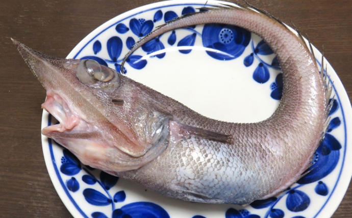 未利用魚からスターになった魚「トウジン」　人気の秘訣は肝臓にあり？