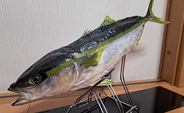 釣ったハマチで剥製作りに挑戦 時間はかかるが達成感は相当なもの | TSURINEWS