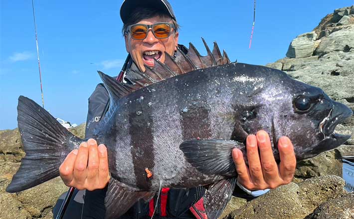 磯フカセ釣りで45cm尾長グロに62cm4.5kgイシダイ浮上【福岡・宗像大島