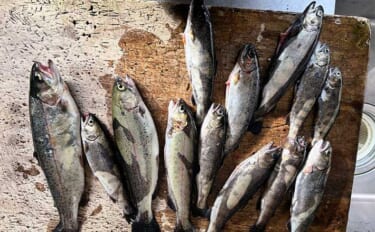 釣り糸『魚に見えないピンクフロロ』でスレた魚を攻略　管理釣り場で実釣検証