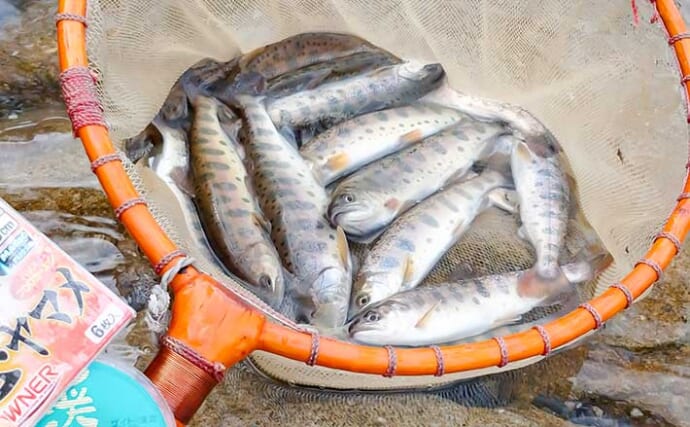 八溝川でのヤマメ釣りで20cm級本命20尾【茨城】強めの瀬の脇が狙い目