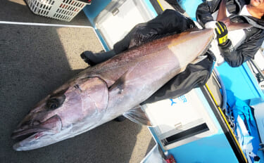 佐多岬沖の泳がせ釣りで163cm39kg【モンスターカンパチ】堂々浮上…