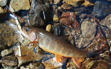 長良川水系での渓流ルアー釣りで27cm頭にイワナ30匹　35cm級大物ヒットもバラし