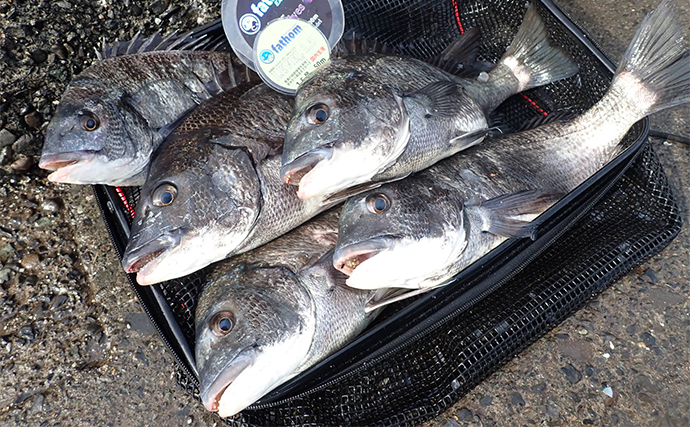 乗っ込みクロダイ狙いのフカセ釣りで47cm頭に5枚キャッチ【静岡・清水港】