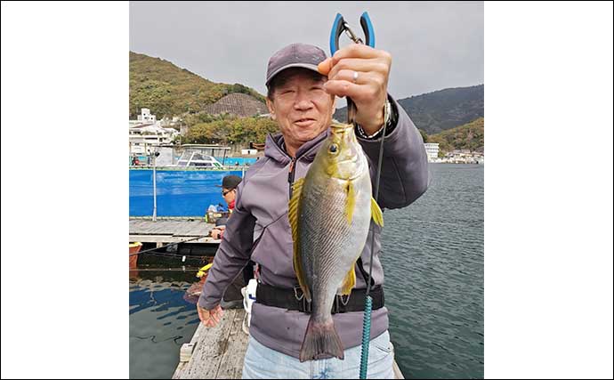 海上釣り堀でカンパチにワラサと青物を連打【三重・和光】放流タイムが好機