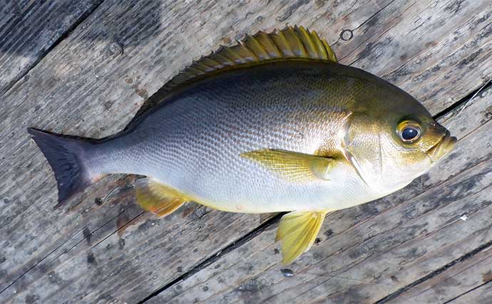 海上釣り堀でカンパチにワラサと青物を連打【三重・和光】放流タイムが好機