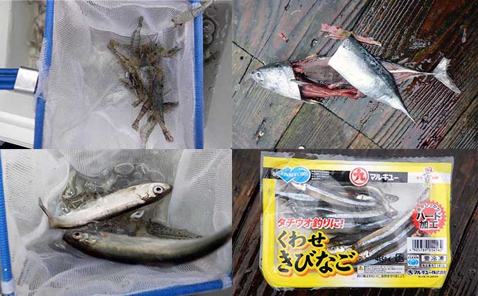 海上釣り堀でカンパチにワラサと青物を連打【三重・和光】放流タイムが好機