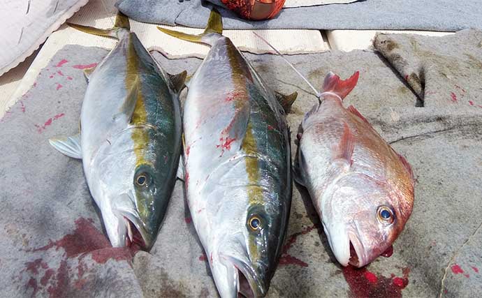 【沖釣り釣果速報】壱岐周辺や五島灘で大型マダイが続々顔出し（長崎・佐賀）