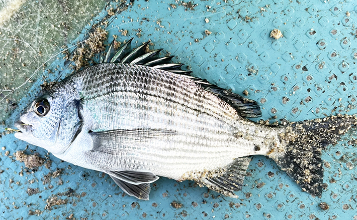 カセでのダンゴ釣りで本命チヌ手中【三重】雨天＆強風のタフ
