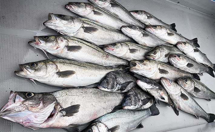 愛知のシーバス愛好家が忘れられない過去のGW釣行は【伊良湖沖