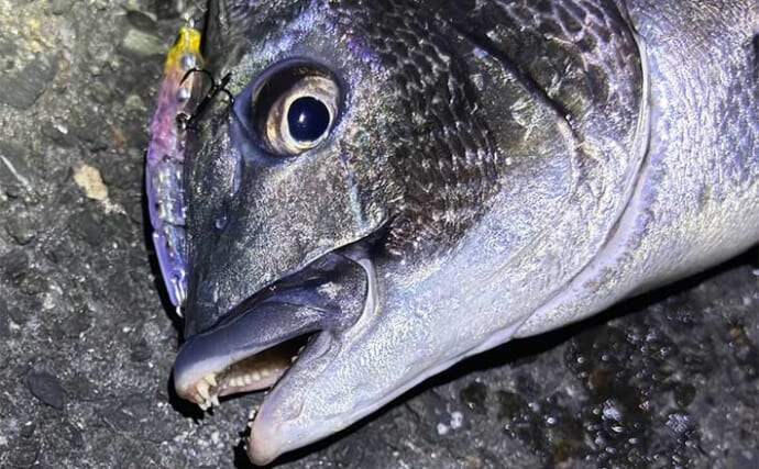 春の乗っ込み（ノッコミ）期のチヌの特徴と釣り方　基本は夕方～夜を狙おう