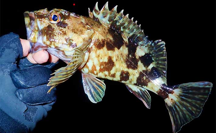 四日市港ライトゲーム釣行でメバルにカサゴを好捕【三重】2024年は根