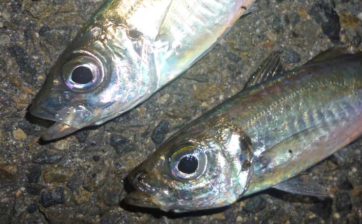 四日市港ライトルアー釣行でメバルにアジにカサゴと充実釣果【三重