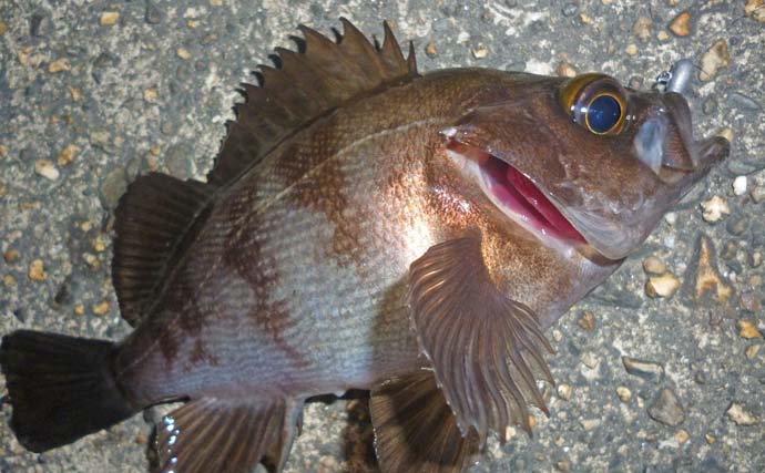 四日市港ライトルアー釣行でメバルにアジにカサゴと充実釣果【三重】