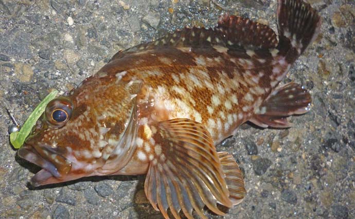 四日市港ライトルアー釣行でメバルにアジにカサゴと充実釣果【三重】