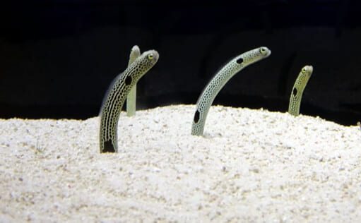 水族館の人気者『チンアナゴ』の「チン」って何? 顔が日本犬に似ていることが由来 TSURINEWS