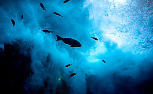 深海の生態系の9割はいまだに謎 深海魚たちの独特過ぎる生存戦略とは？ | TSURINEWS