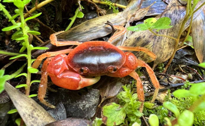 河川に住むカニ『サワガニ』はとても美味　寄生虫対策には加熱調理が必須