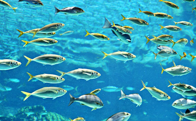 海水魚なのに淡水で生きられるサカナの不思議　研究が進む「好適環境水」とは？