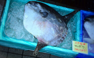 水族館の人気巨大魚「マンボウ」はうまい？　三重県東紀州に伝わる郷土料理…