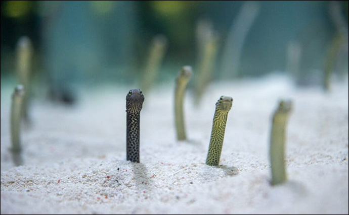 水族館の人気者『チンアナゴ』の「チン」って何？　顔が日本犬に似ていることが由来