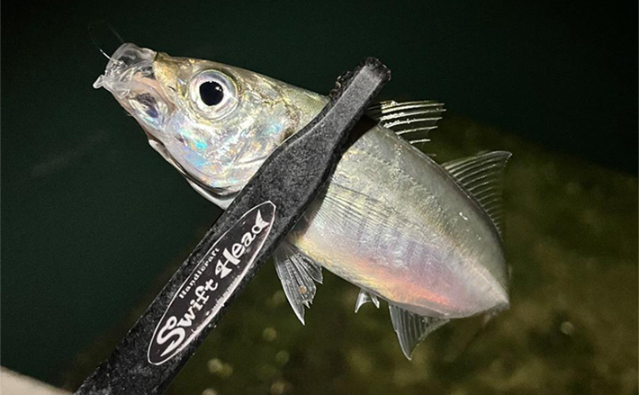 紀北エリアのアジング釣行で本命アジにカサゴにメバルをキャッチ