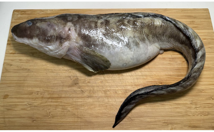 「なんだ」「ババア」と呼ばれる魚『タナカゲンゲ』　気になる味は上品で美味