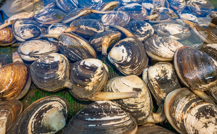 大量の「ホッキ貝」が北海道の海岸に打ちあがる 拾って食べるのは高