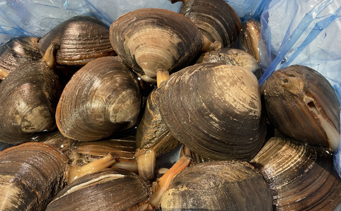 大量の「ホッキ貝」が北海道の海岸に打ちあがる　拾って食べるのは高リスク？