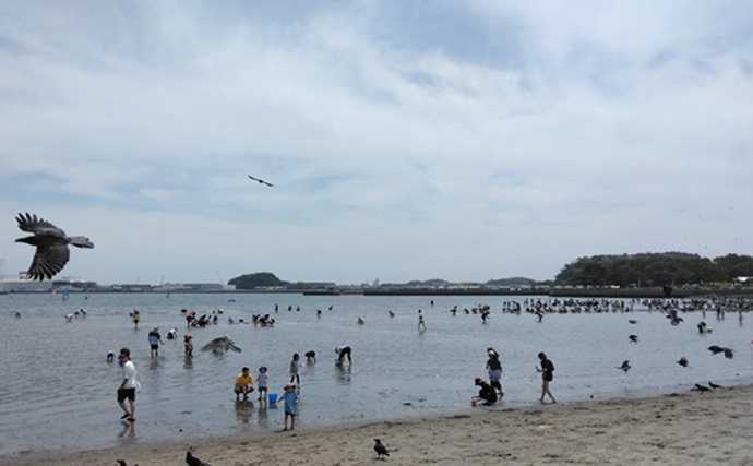 海の公園でマテガイ狙い潮干狩り【横浜】今期はアサリとバカガイも期待大