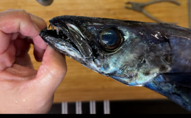 深海の美味魚「クロシビカマス」が黒い理由は亡くなった僧侶の恨みだった？