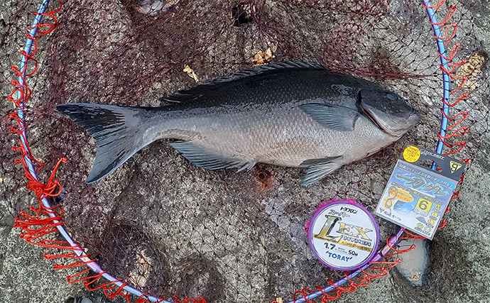 西伊豆・雲見の磯フカセ釣りで39cm尾長メジナ【静岡】好ゲストにシマアジとイサキ