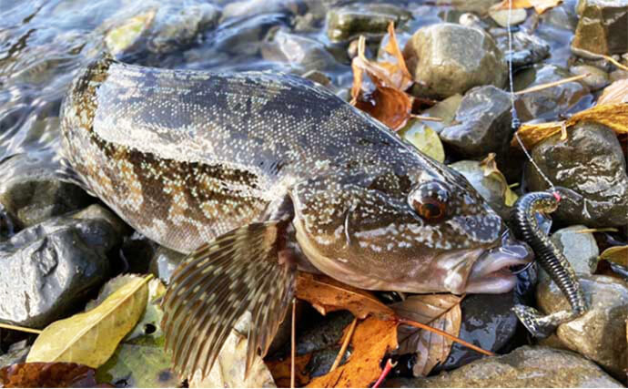 東北のサーフフィッシング愛好家が忘れられないGW過去釣行は【アイナメ釣り】