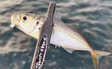 大阪・泉州エリアでのアジング調査釣行でアジにメバル　連発もあり春爆間近…