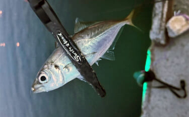 「アジングライト効果絶大！」和歌山港周辺アジング釣行でアジ入れ食いを満…