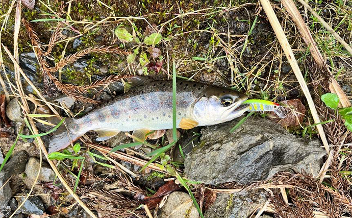 解禁直後の川原樋川で渓流ルアー釣り【奈良】アマゴとイワナに対面