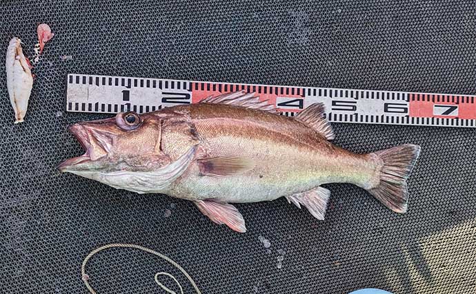 中深海ジギング釣行でキンメにクロムツにアラと高級美味魚揃い踏み【和歌山・良丸】