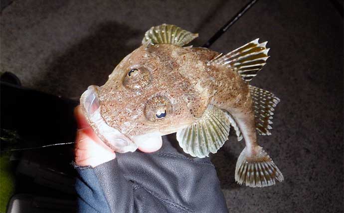 富山湾ライトルアー釣行でアジに苦戦もカサゴは入れ食いに　ゲストにヒラメやコチ