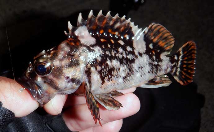 富山湾ライトルアー釣行でアジに苦戦もカサゴは入れ食いに　ゲストにヒラメやコチ