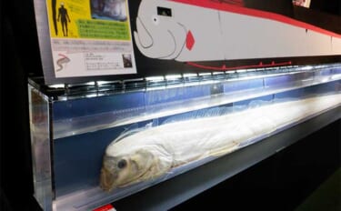 富山湾遠征時に立ち寄りたい施設：魚津水族館　目玉はリュウグウノツカイの標本