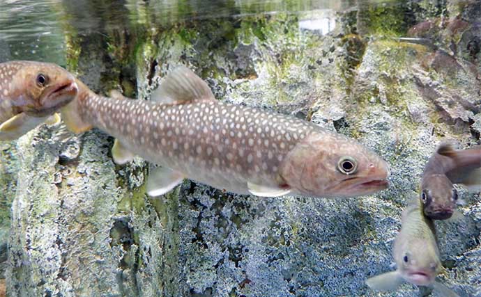 富山湾遠征時に立ち寄りたい施設：魚津水族館　目玉はリュウグウノツカイの標本