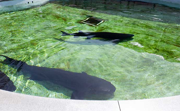 富山湾遠征時に立ち寄りたい施設：魚津水族館　目玉はリュウグウノツカイの標本