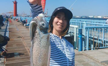 大黒海づり施設に「シリヤケイカ」接岸中【横浜】700g頭に釣り場全体で…
