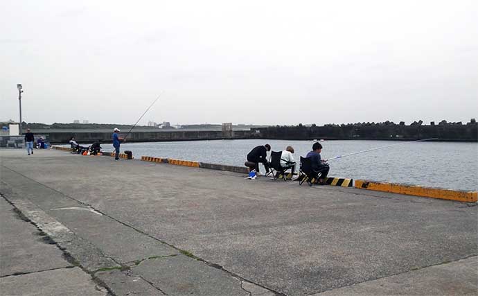 大磯港でのサビキ釣りで小アジ＆サバ40尾【神奈川】トリック仕掛けで挑戦