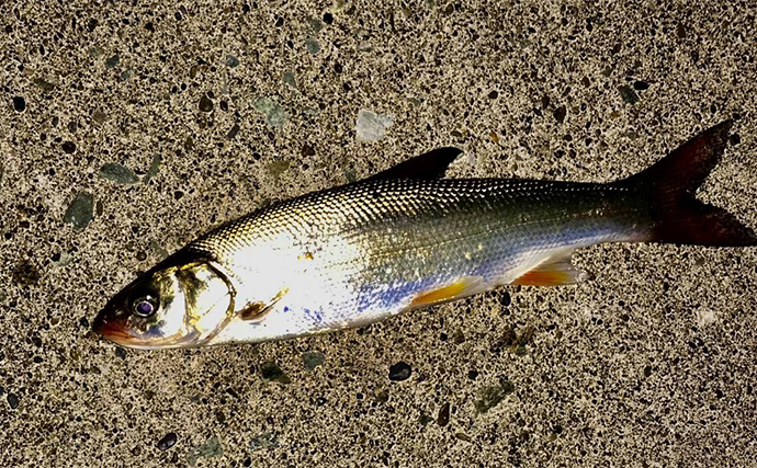 北海道本島最北の「宗谷岬」でライトルアー釣りしてみた　アジングタックルで3魚種と対面