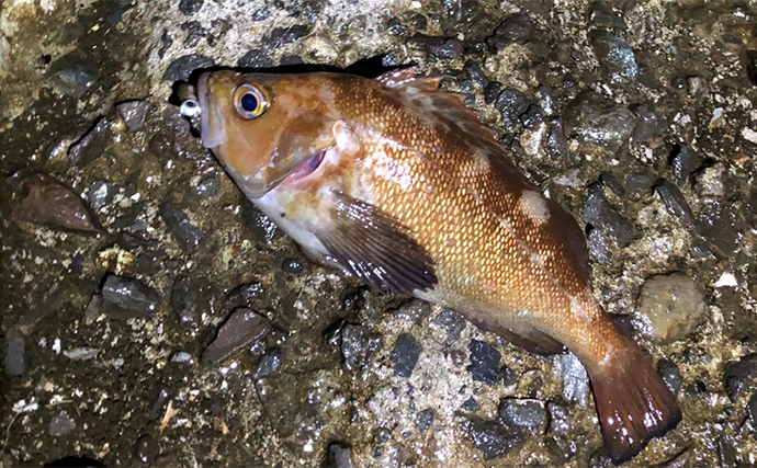 北海道本島最北の「宗谷岬」でライトルアー釣りしてみた　アジングタックルで3魚種と対面