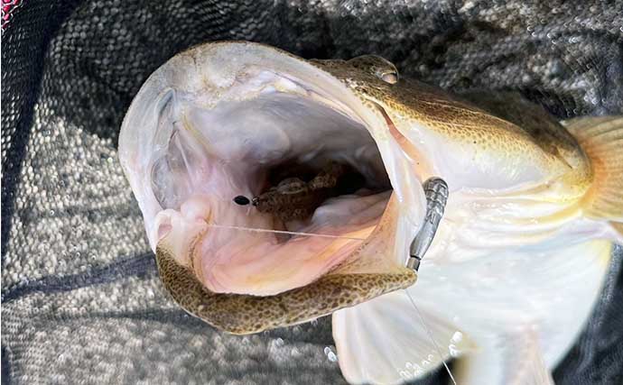 木曽川下流のチニング釣行で55cm頭に良型マゴチを連打【愛知】2日間で3本と好調開幕