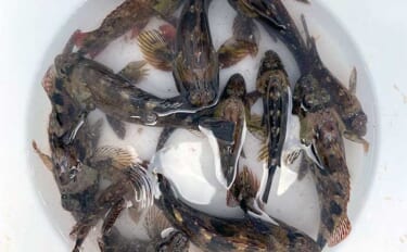沖ノ島護岸での穴釣りでカサゴの入れ食い堪能【千葉・館山】クロダイ狙いは…
